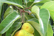 Ripe-Kwai-Muk-fruit-on-the-tree