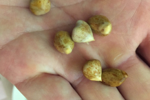 Seeds-of-Kwai-Muk
