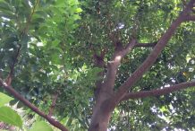 Trunk-of-Kwai-Muk
