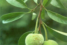 Unripe-Kwai-Muk-fruit