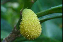 Kwai-Muk-Flower