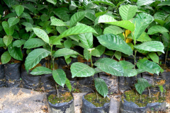 Small-Kwai-Muk-plant