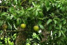 Close-up-of-a-kwini-tree