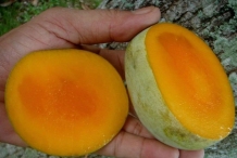 Slices-of-Kwini-mango