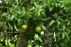 Close-up-of-a-kwini-tree