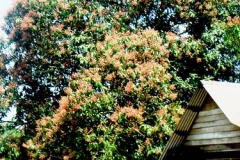 Kwini-tree