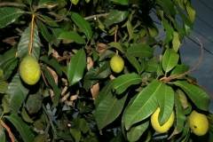 Leaves-of-Kwini-Mango