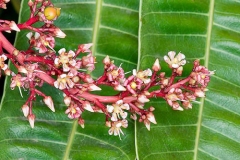 M/191/2 Mangifera odorata