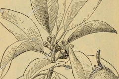 Sketch-of-Kwini-Mango