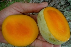 Slices-of-Kwini-mango