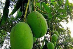 Unripe-Kwini-Mango-on-the-tree