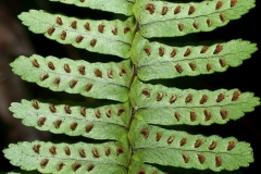 Close-up-of-ventral-side-of-leaf-showing-sori