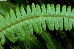 Closer-view-of-leaf-of-Ladder-Fern