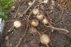 Fruit-of-Ladder-Fern-on-its-roots