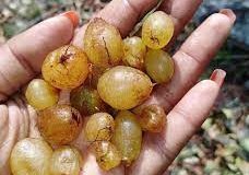 Fruits-of-Ladder-Fern