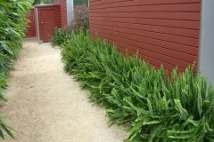 Ladder-Fern-grown-near-the-home
