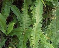 Leaves-of-Ladder-Fern