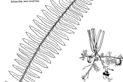 Plant-Illustration-of-Ladder-Fern