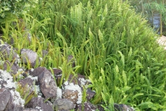 Ladder Fern Plant-growing-wild