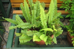 Ladder Fern Plant-grown-on-pot