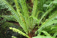 Ladder Fern Plant