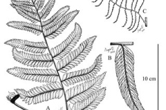 Sketch-of-Ladder-Fern