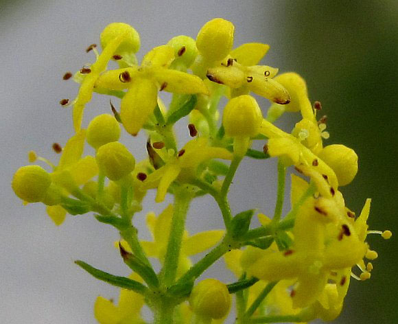 Closer-view-of-flower-of-Ladys-bedstraw