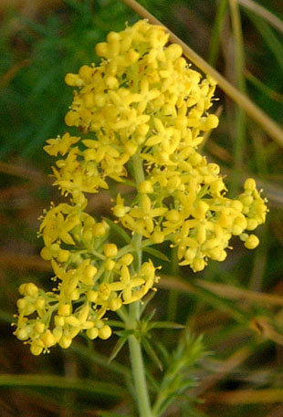 Flower-of-Ladys-bedstraw