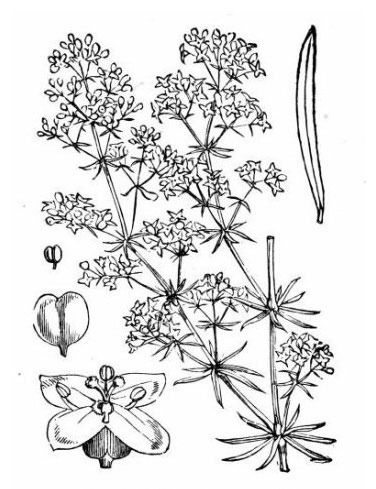 Sketch-of-Ladys-bedstraw