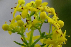 Closer-view-of-flower-of-Ladys-bedstraw