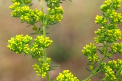 Flowering-buds-of-Ladys-bedstraw
