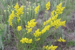 Ladys-bedstraw-plant-growing-wild