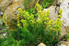 Ladys-bedstraw-plant