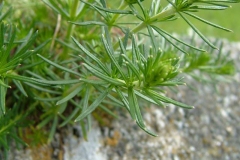 Leaves-of-Ladys-bedstraw