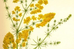 Plant-illustration-of-Ladys-bedstraw