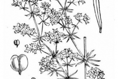 Sketch-of-Ladys-bedstraw