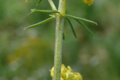Stem-of-Ladys-bedstraw