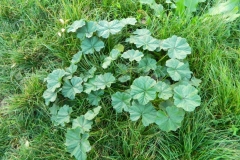 Ladys-Mantle-plant-growing-wild