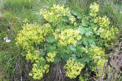 Ladys-Mantle-plant