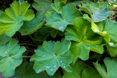 Leaves-of-Ladys-Mantle