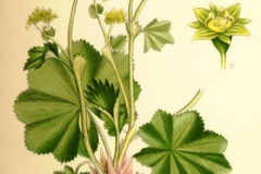Plant-Illustration-of-Ladys-Mantle