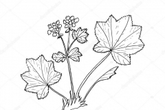 Sketch-of-Ladys-Mantle