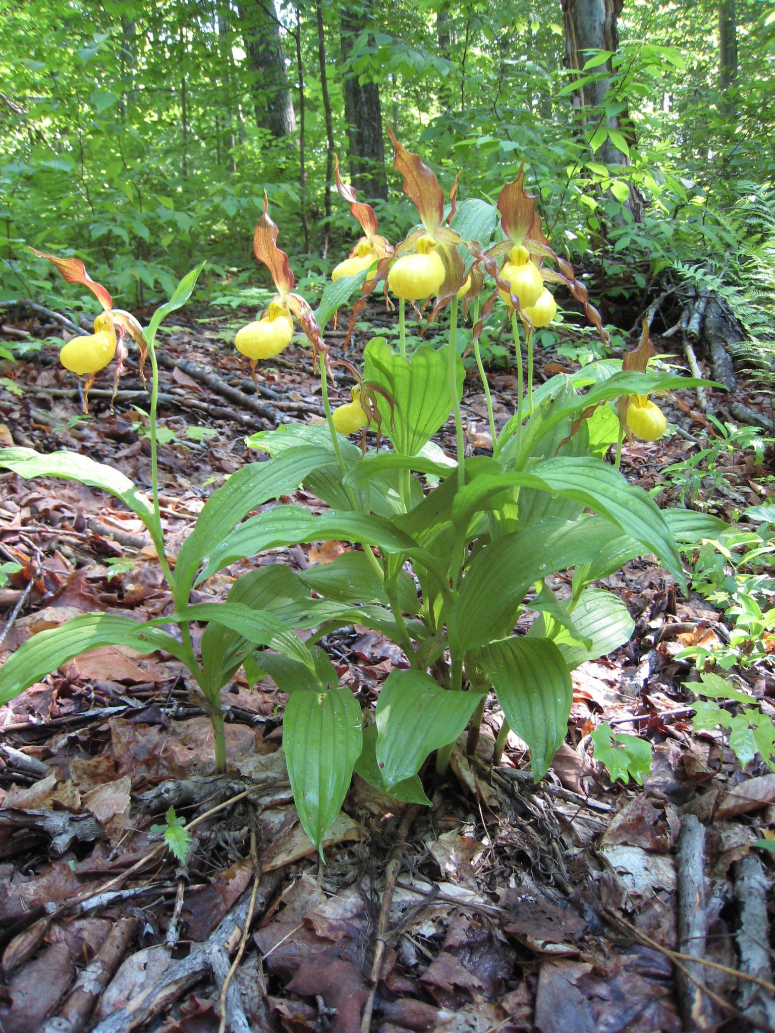  Lady s Slipper  Facts and Health Benefits