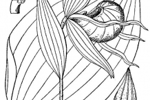 Drawing-of-Lady's-Slipper