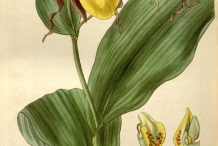 Illustration-of-Lady's-Slipper