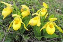Lady's-Slipper-flower