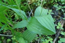 Lady's-Slipper-leaves