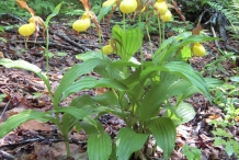 Lady's-Slipper-plant