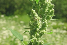 Close-up-flower-of-Lamb's-quarter