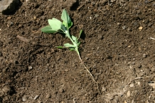 Full-plant-of-Lamb's-quarter